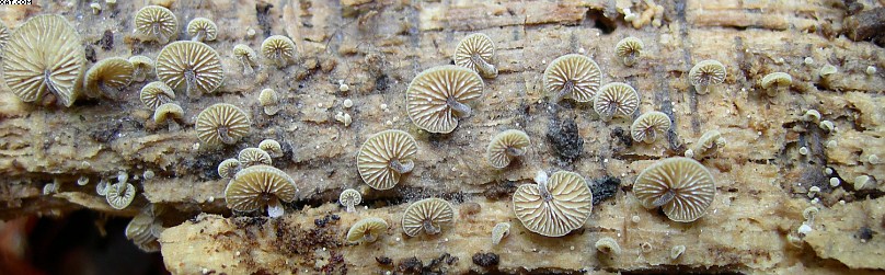 Simocybe haustellaris   ( Fr. )   Watling